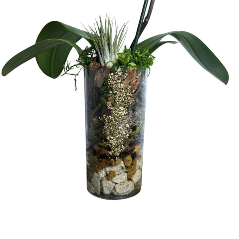 Live Purple Phalaenopsis Orchid – Tall Glass Vase with Layered Decorative Stones & Moss – Elegant Long-Lasting Flower Gift for Home, Office, or Events