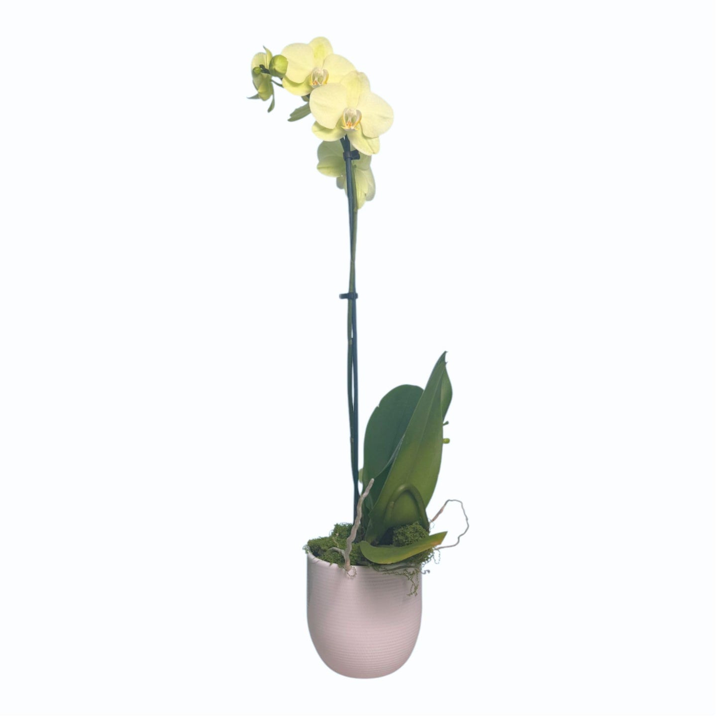 Live White Phalaenopsis Orchid in Elegant White Ceramic Pot – Long-Lasting Indoor Flower Plant for Home Décor or Gift – Easy Care Live Orchid Arrangement
