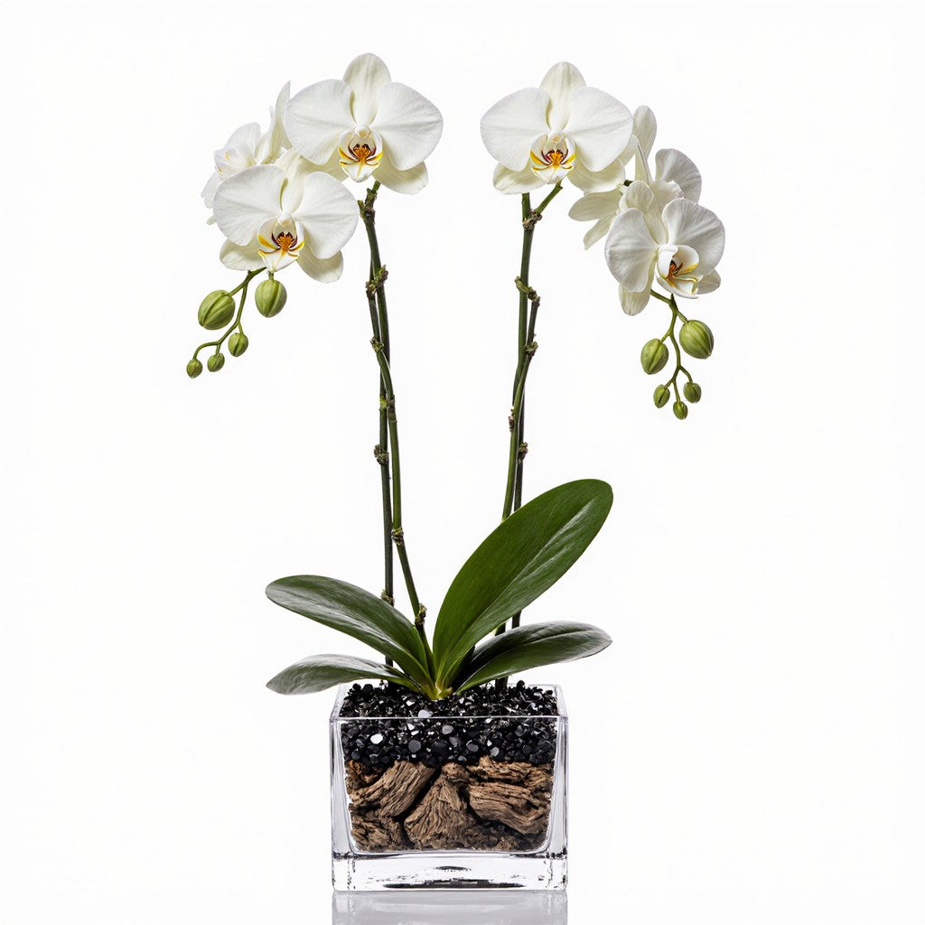 Live White Orchid with Black Obsidian Crystal Accent - Double Stem