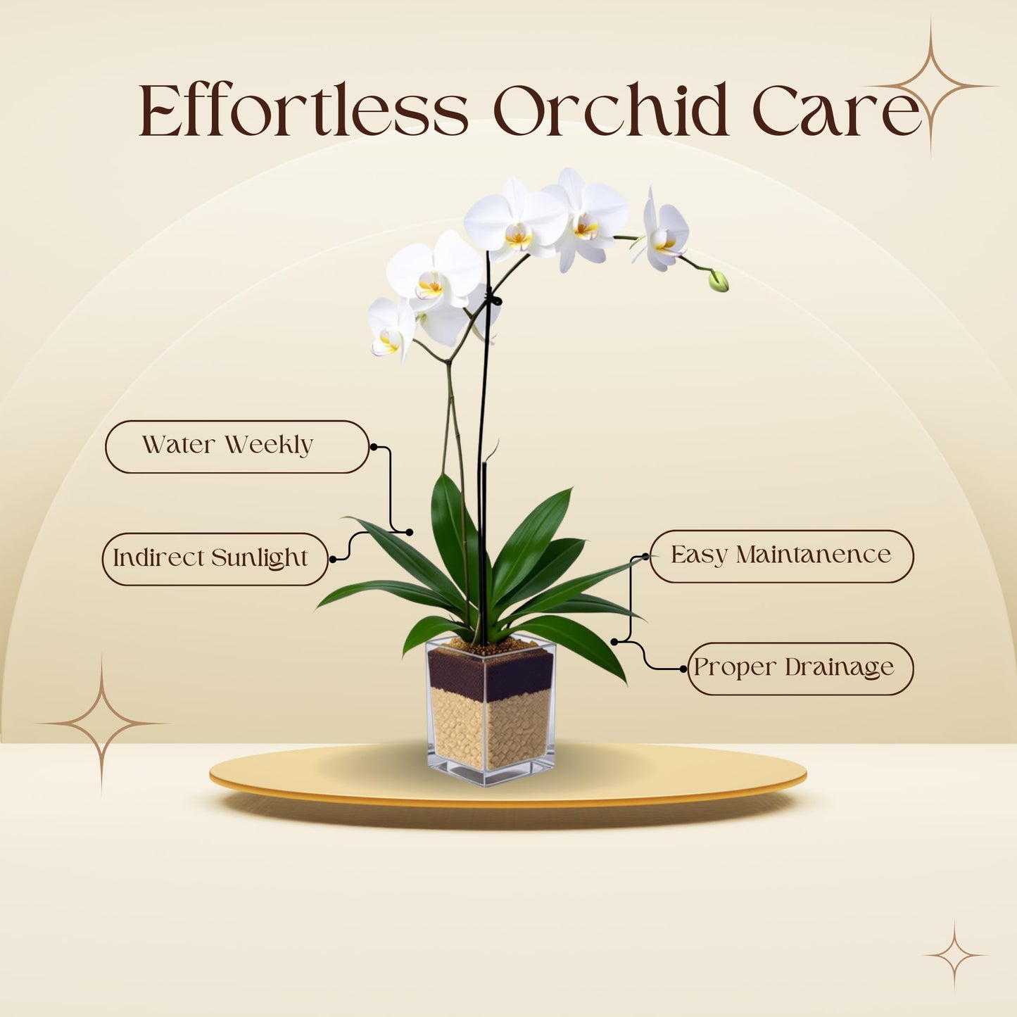 Live White Phalaenopsis Orchid Plant, Elegant Indoor Flowering Houseplant with Long-Lasting Blooms, Easy Care Gift for Home or Office Décor