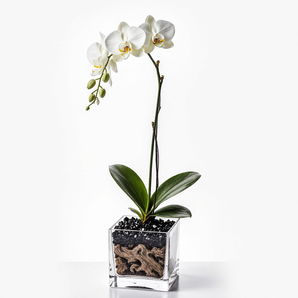 Live White Orchid with Black Obsidian Crystal Accent - Single Stem