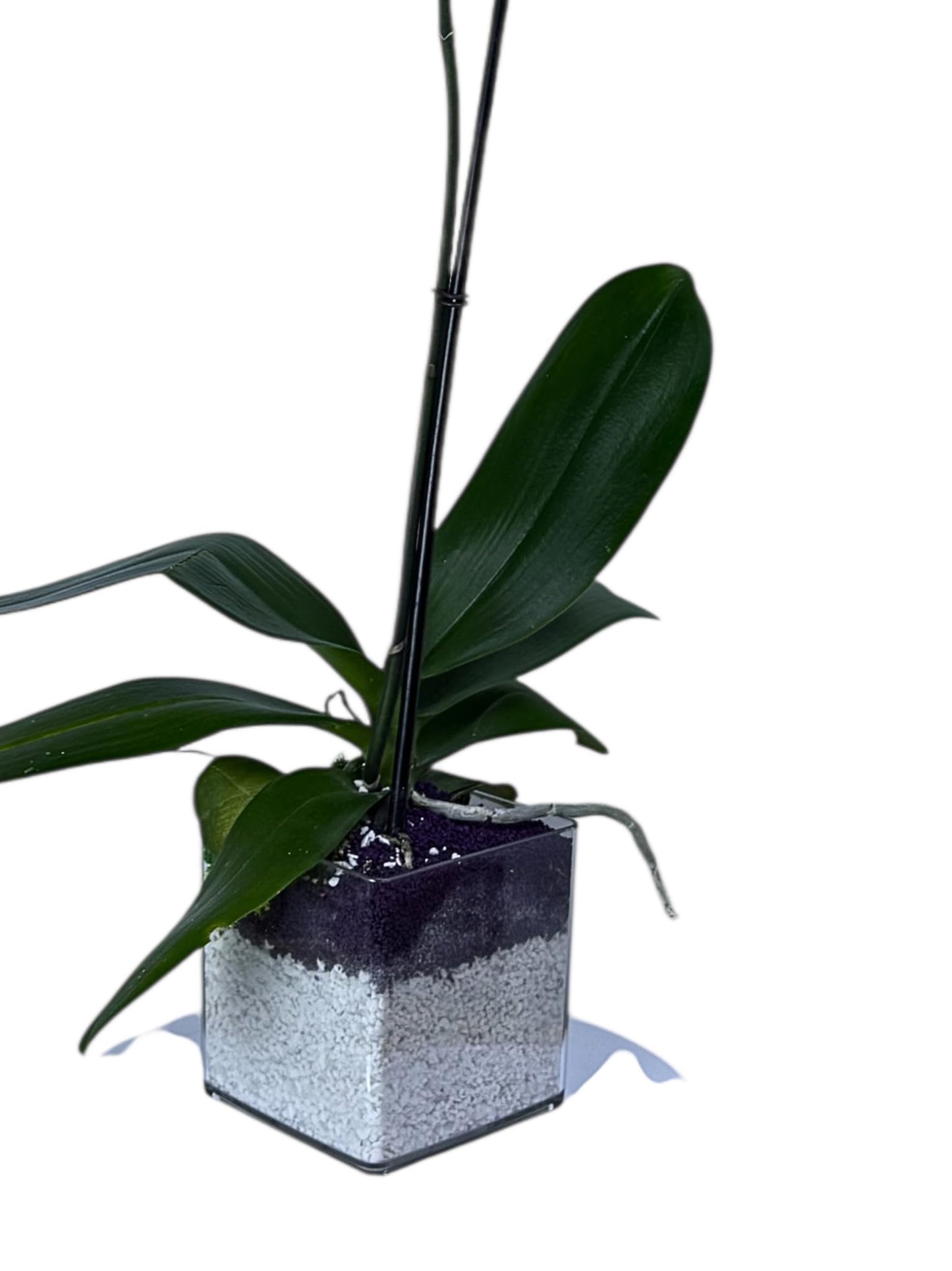Live White Phalaenopsis Orchid Plant, Elegant Indoor Flowering Houseplant with Long-Lasting Blooms, Easy Care Gift for Home or Office Décor