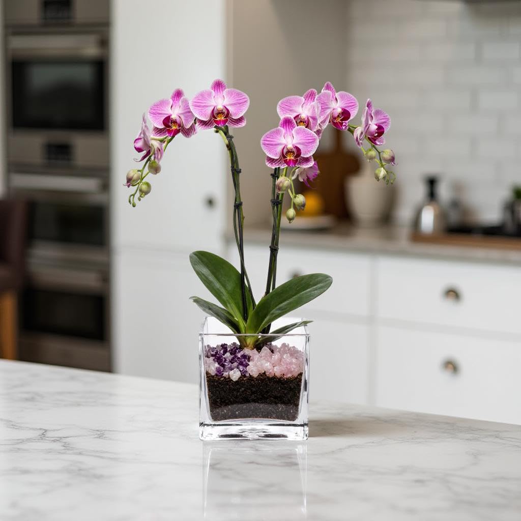Live Double Stem Phalaenopsis Orchid Plant - Premium Indoor Flowering Plant with Crystal Accents, Easy Care Houseplant for Home Office Decor