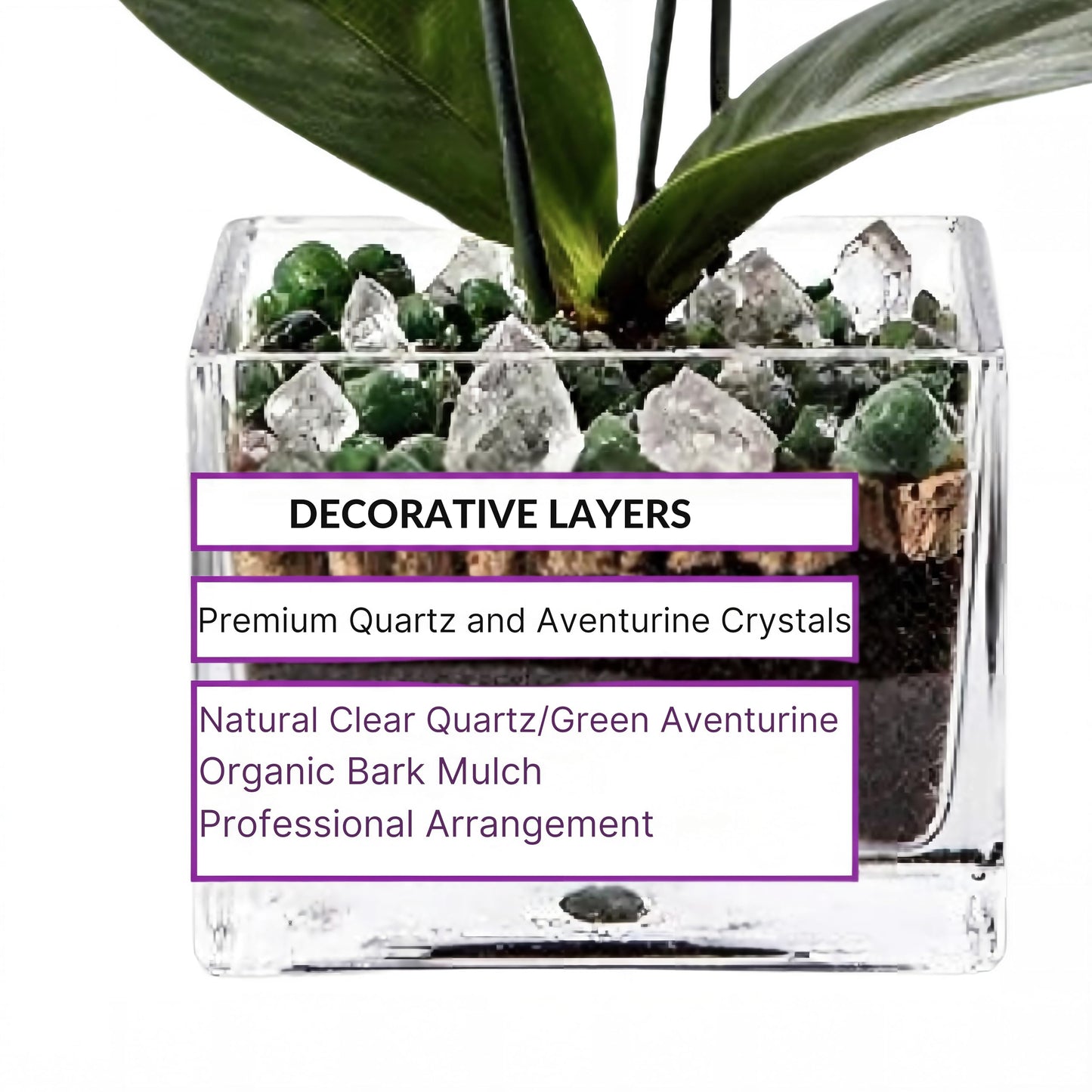 Blooming White Orchid Plant with Green Aventurine and Clear Quartz Crystal Set, Live Indoor Plant with Healing Stones for Home Decor, Meditation, Feng Shui