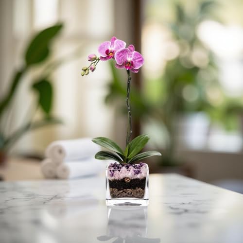 Live Phalaenopsis Orchid Plant - Premium Single Stem with Crystal Accent - Easy Care Indoor Houseplant -Birthday Gift