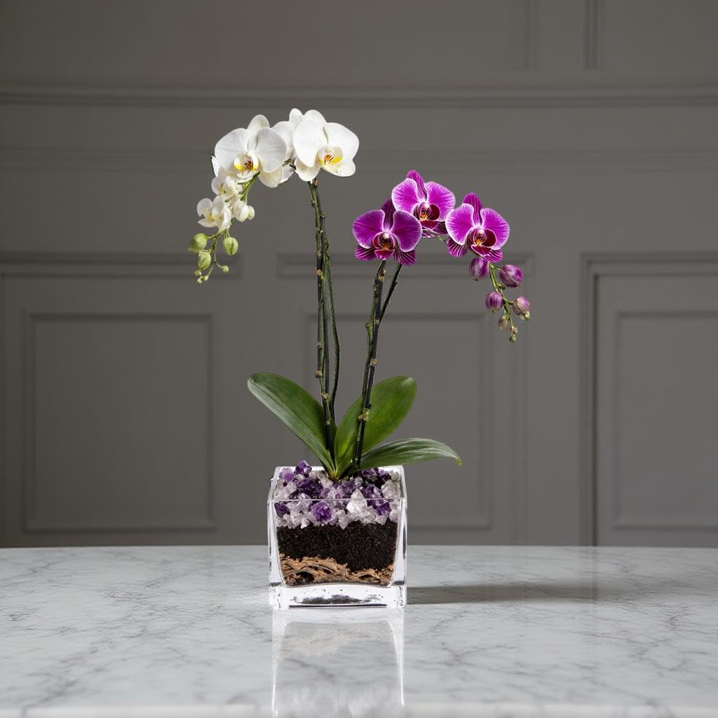 Live Double Stem Phalaenopsis Orchid Plant - Premium Indoor Flowering Plant with Crystal Accents, Easy Care Houseplant for Home Office Decor