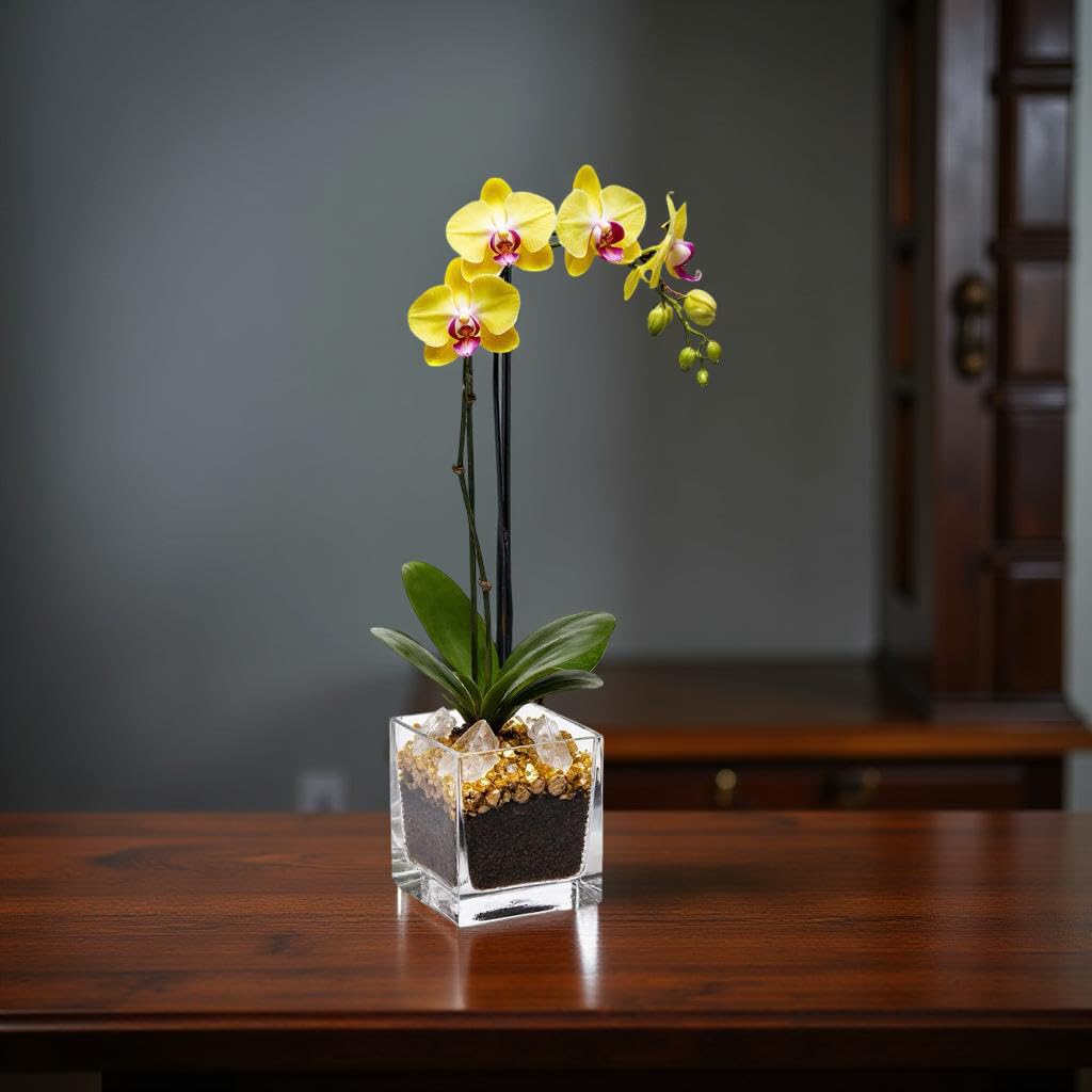 Live Phalaenopsis Orchid Plant - Premium Single Stem with Crystal Accent - Easy Care Indoor Houseplant -Birthday Gift
