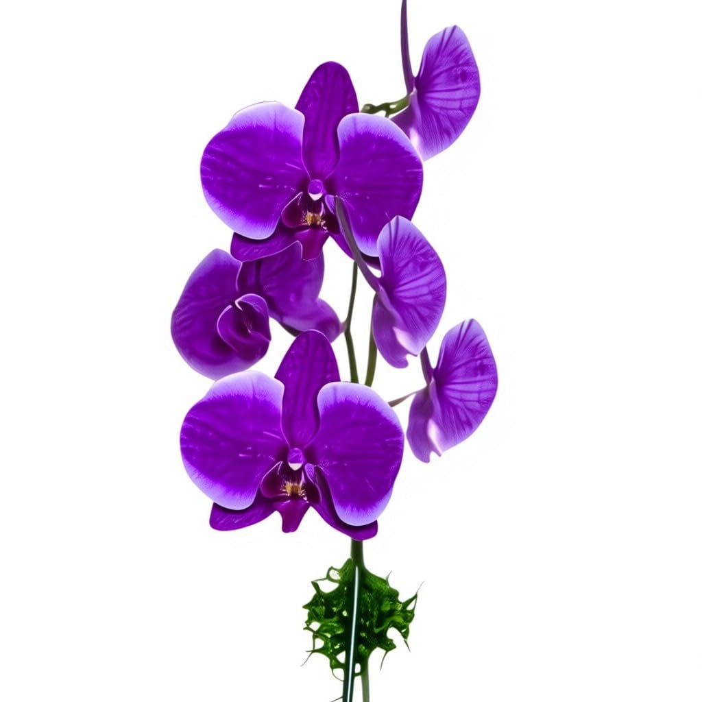 Live Purple Phalaenopsis Orchid Plant - Premium Indoor Flowering Orchid - Easy Care Home Decor Houseplant Gift - Birthday Present
