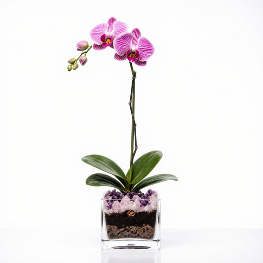 Live Pink Orchid with Rose Quartz & Amethyst Accent - Single Stem