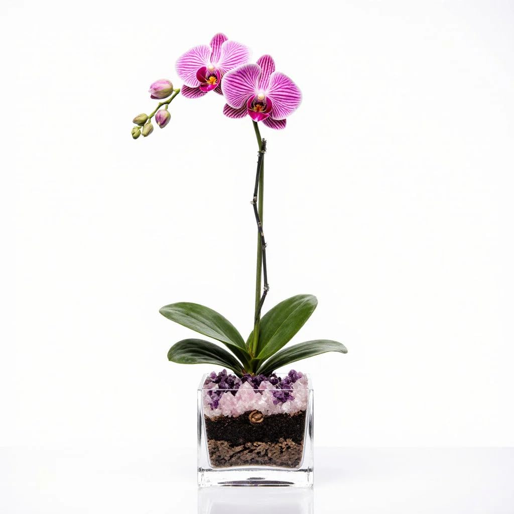 Live Phalaenopsis Orchid Plant - Premium Single Stem with Crystal Accent - Easy Care Indoor Houseplant -Birthday Gift