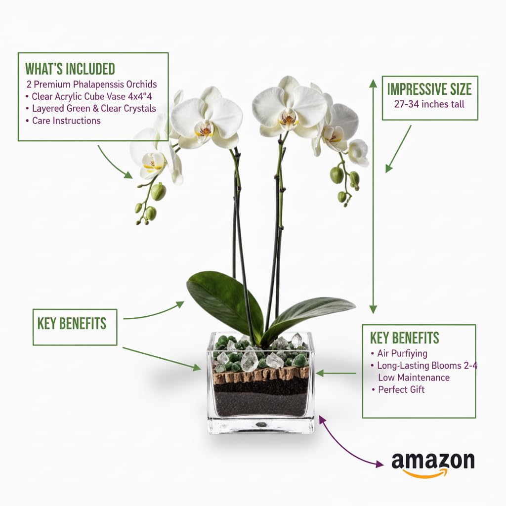 Live Double Stem Phalaenopsis Orchid Plant - Premium Indoor Flowering Plant with Crystal Accents, Easy Care Houseplant for Home Office Decor