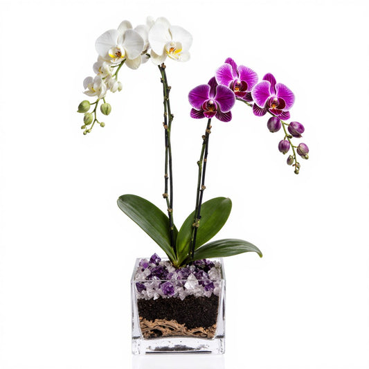Live Mixed White & Purple Orchid with Amethyst & Clear Quartz Accent - Double Stem