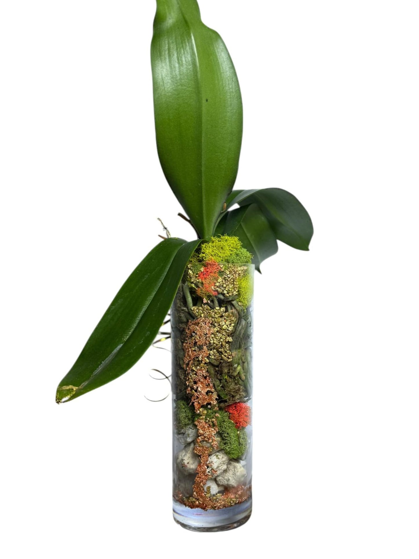 Live Yellow Phalaenopsis Orchid Plant - Premium Single Stem Indoor Orchid - Easy Care Home Decor Flowering Houseplant Gift - Perfect Birthday Present