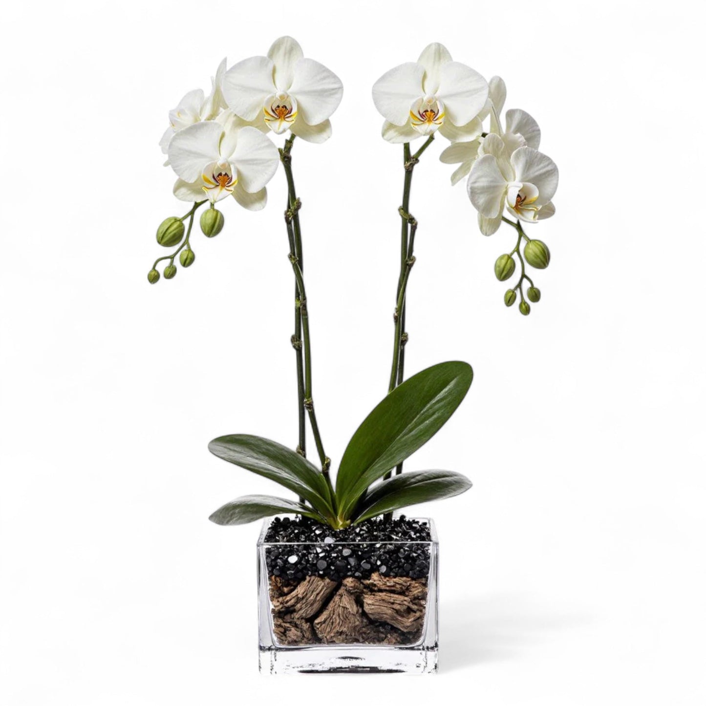 Live Double Stem Phalaenopsis Orchid Plant - Premium Indoor Flowering Plant with Crystal Accents, Easy Care Houseplant for Home Office Decor
