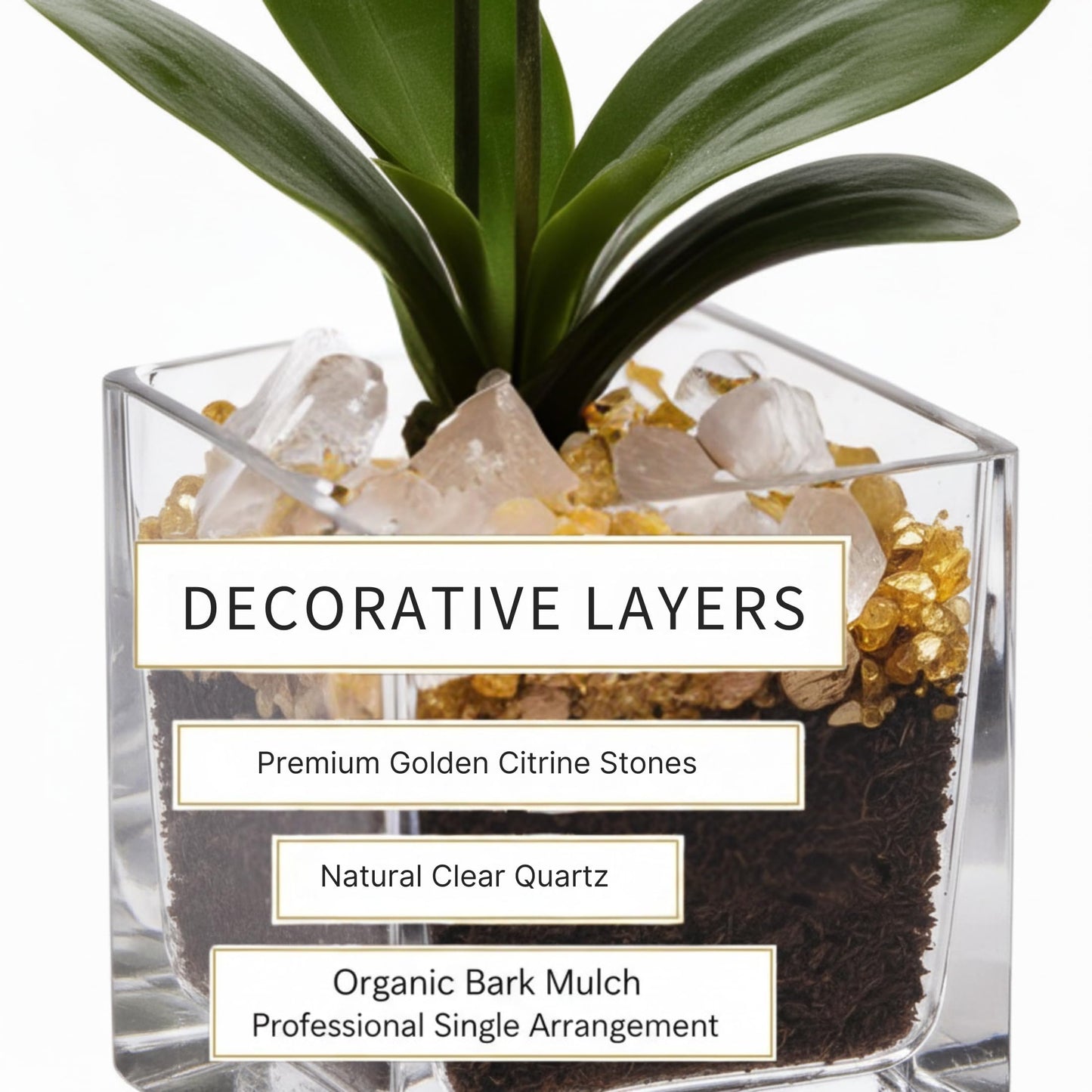 Live Double Stem Phalaenopsis Orchid Plant - Premium Indoor Flowering Plant with Crystal Accents, Easy Care Houseplant for Home Office Decor