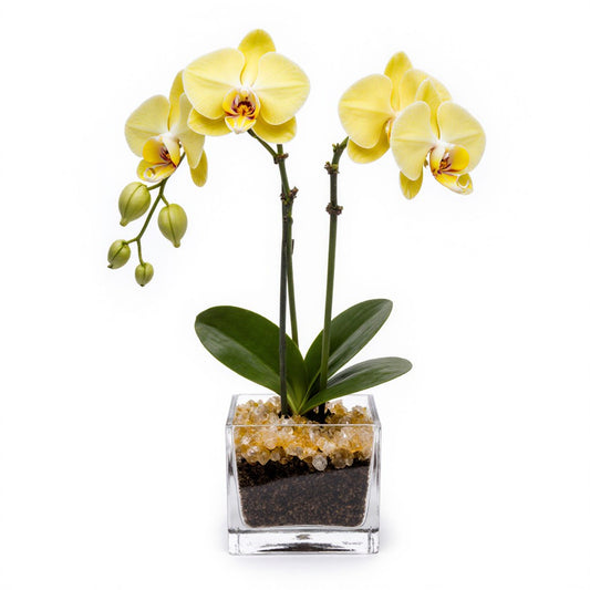 Live Yellow Orchid with Citrine Crystal Accent - Double Stem