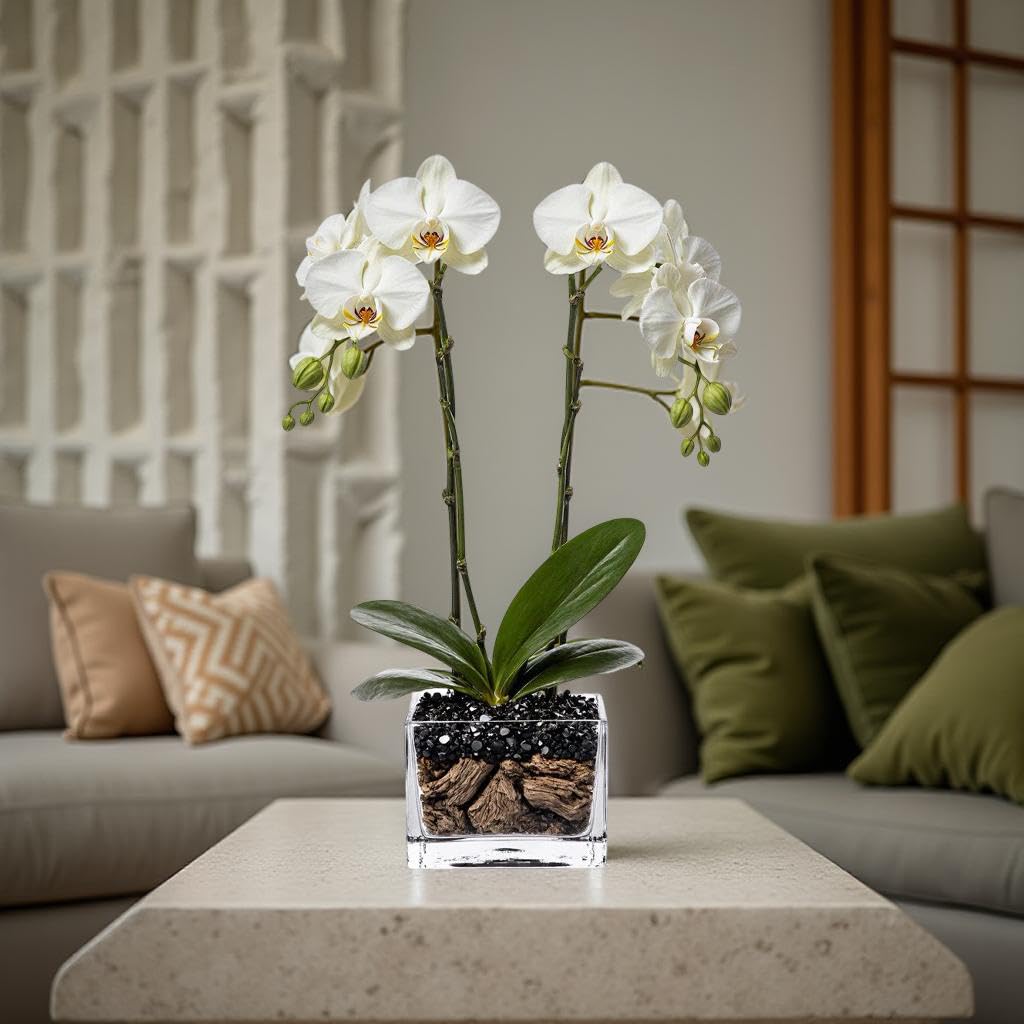 Live Double Stem Phalaenopsis Orchid Plant - Premium Indoor Flowering Plant with Crystal Accents, Easy Care Houseplant for Home Office Decor