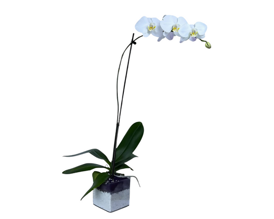 Live Single Stem White Phalaenopsis Orchid in 4" Clear Acrylic Cylinder Pot – Elegant Indoor Flower Plant