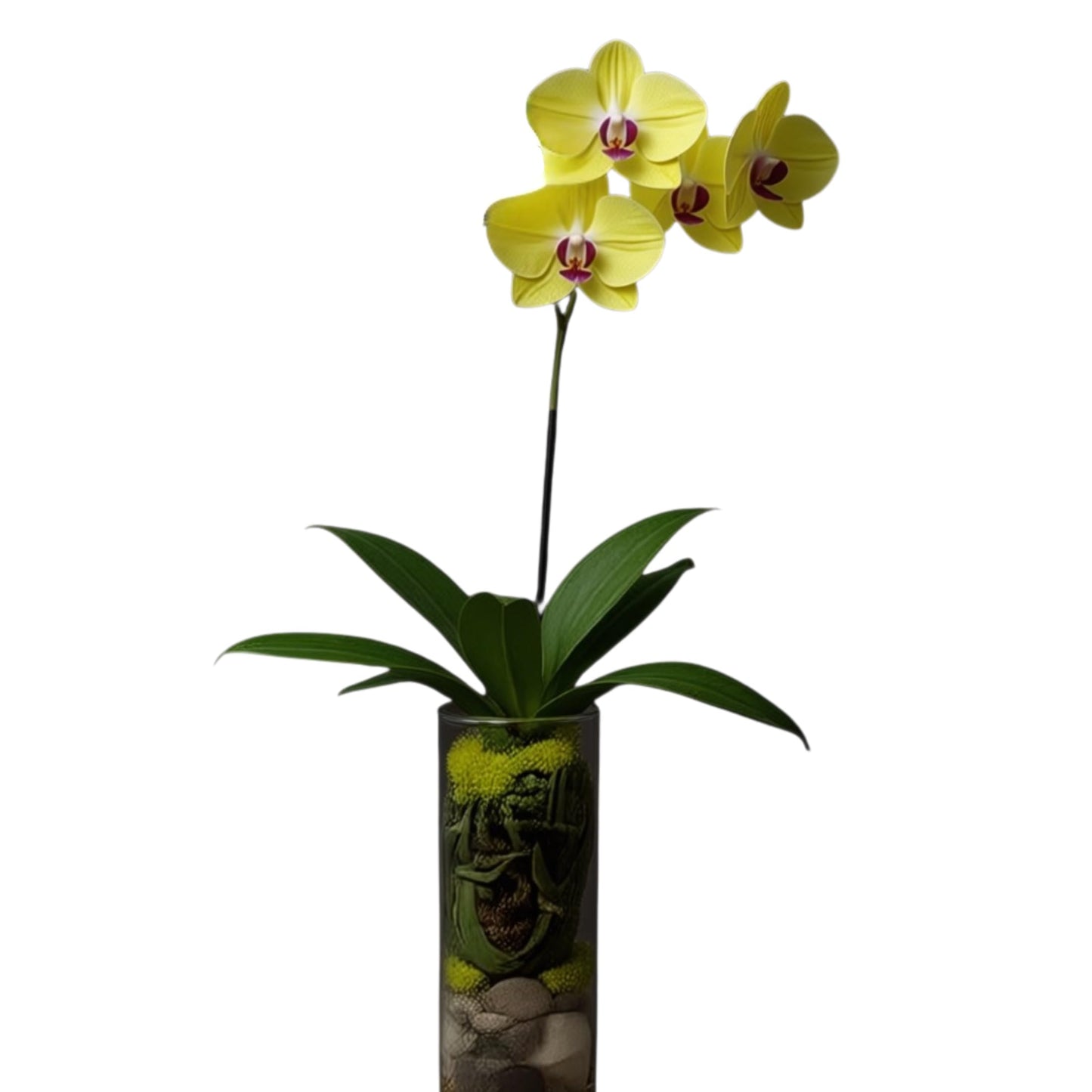 Live Yellow Phalaenopsis Orchid Plant - Premium Single Stem Indoor Orchid - Easy Care Home Decor Flowering Houseplant Gift - Perfect Birthday Present