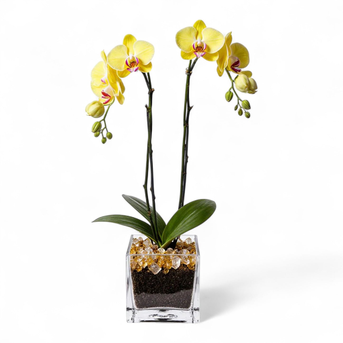 Live Double Stem Phalaenopsis Orchid Plant - Premium Indoor Flowering Plant with Crystal Accents, Easy Care Houseplant for Home Office Decor