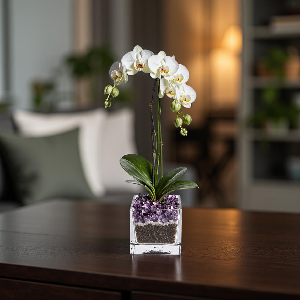 Live White Double Stem Phalaenopsis Orchid Plant with Amethyst Crystal - Premium Flowering Houseplant for Home Office Decor, Easy Care Live Plant