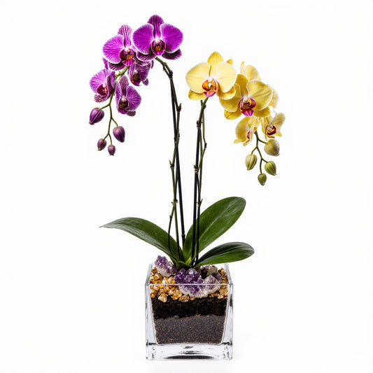Live Mixed Purple & Yellow Orchid with Amethyst & Citrine Accent - Double Stem