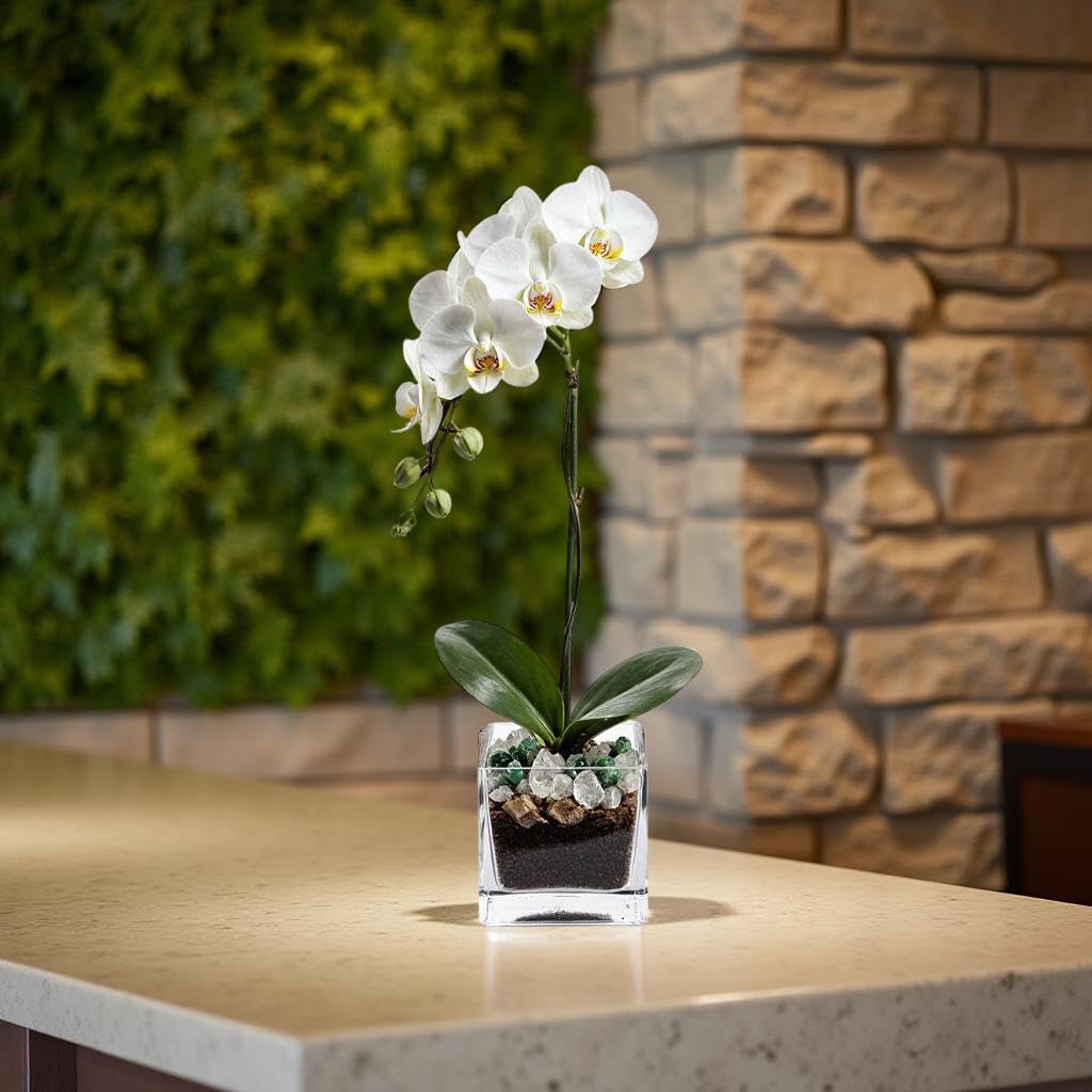 Blooming White Orchid Plant with Green Aventurine and Clear Quartz Crystal Set, Live Indoor Plant with Healing Stones for Home Decor, Meditation, Feng Shui