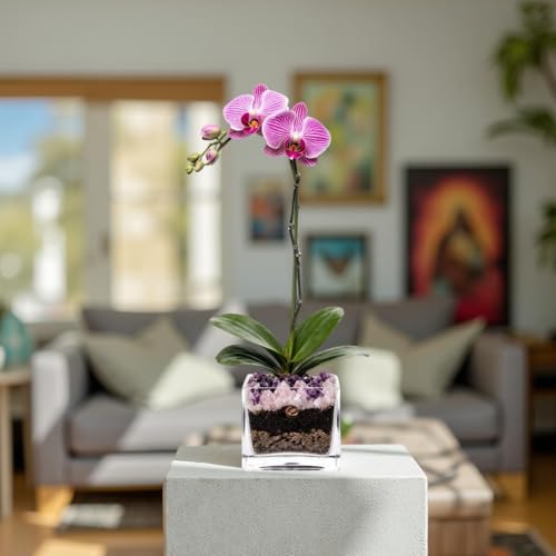 Live Phalaenopsis Orchid Plant - Premium Single Stem with Crystal Accent - Easy Care Indoor Houseplant -Birthday Gift