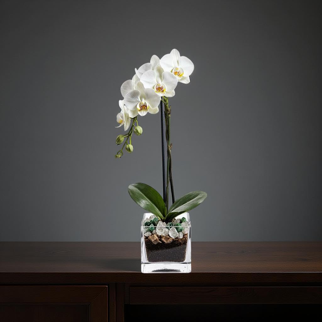 Blooming White Orchid Plant with Green Aventurine and Clear Quartz Crystal Set, Live Indoor Plant with Healing Stones for Home Decor, Meditation, Feng Shui