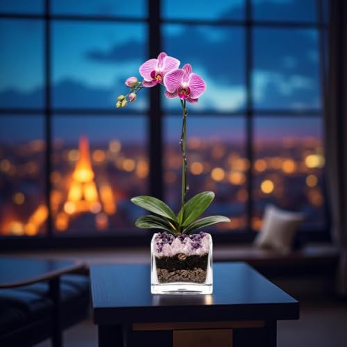 Live Phalaenopsis Orchid Plant - Premium Single Stem with Crystal Accent - Easy Care Indoor Houseplant -Birthday Gift