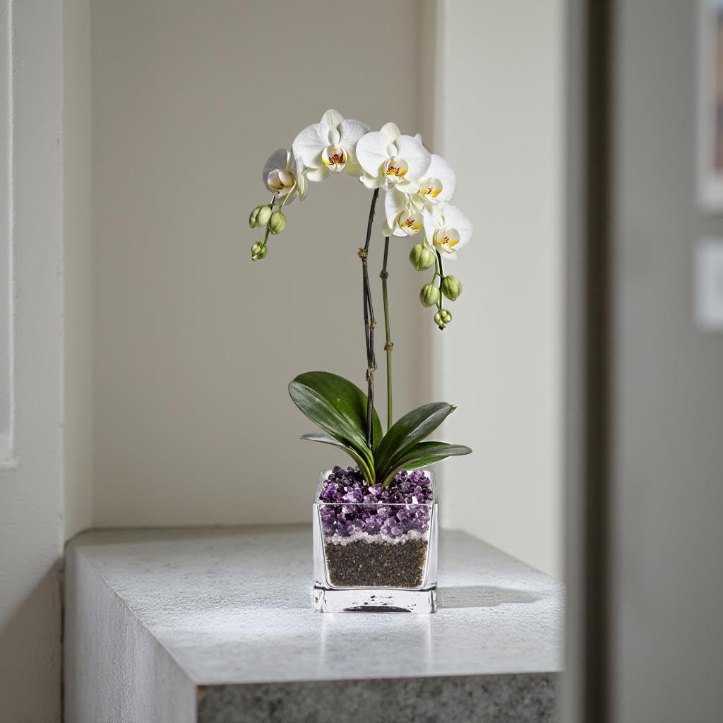 Live White Double Stem Phalaenopsis Orchid Plant with Amethyst Crystal - Premium Flowering Houseplant for Home Office Decor, Easy Care Live Plant