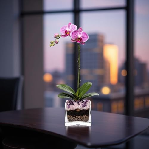Live Phalaenopsis Orchid Plant - Premium Single Stem with Crystal Accent - Easy Care Indoor Houseplant -Birthday Gift