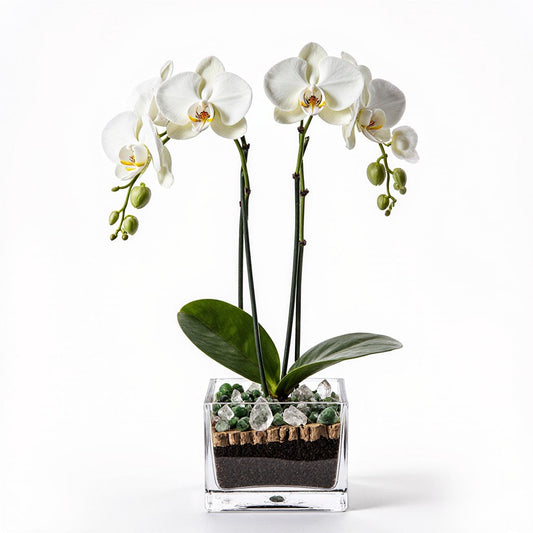 Live White Orchid with Clear Quartz & Aventurine Accent - Double Stem