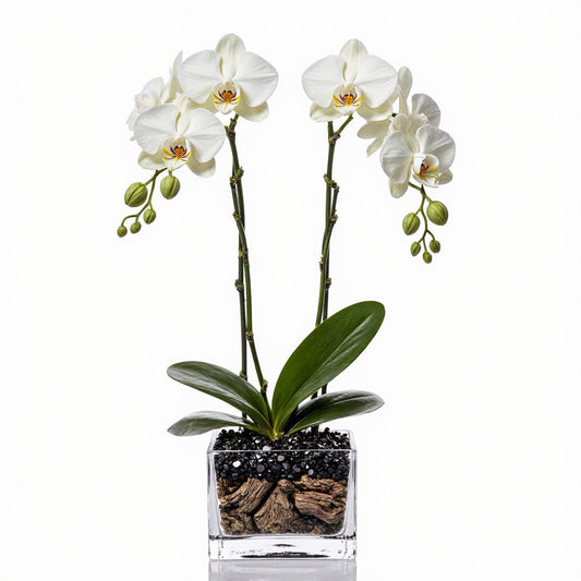 Live White Orchid with Black Obsidian Crystal Accent - Double Stem