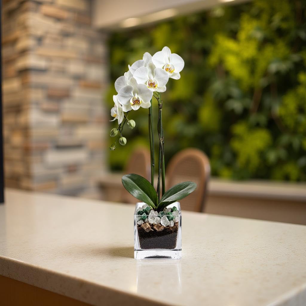Blooming White Orchid Plant with Green Aventurine and Clear Quartz Crystal Set, Live Indoor Plant with Healing Stones for Home Decor, Meditation, Feng Shui