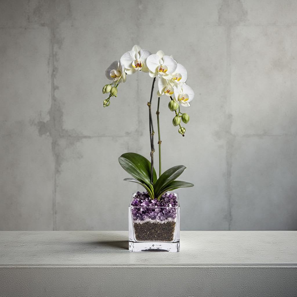 Live White Double Stem Phalaenopsis Orchid Plant with Amethyst Crystal - Premium Flowering Houseplant for Home Office Decor, Easy Care Live Plant