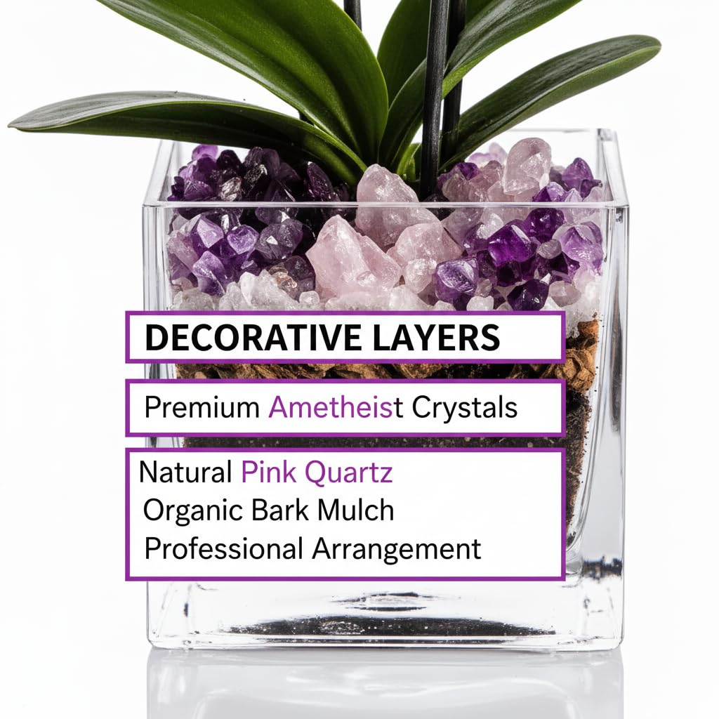 Live Double Stem Phalaenopsis Orchid Plant - Premium Indoor Flowering Plant with Crystal Accents, Easy Care Houseplant for Home Office Decor