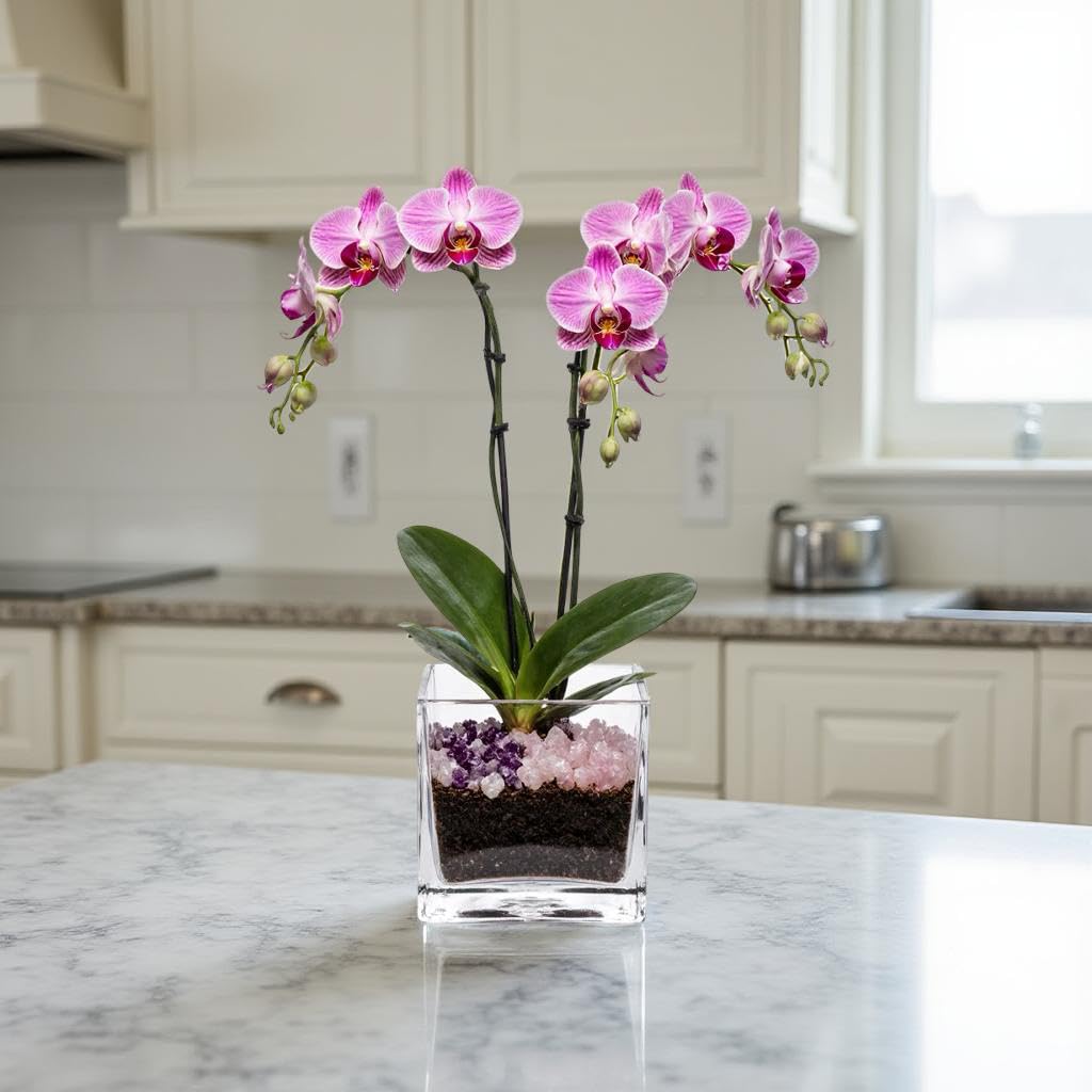 Live Double Stem Phalaenopsis Orchid Plant - Premium Indoor Flowering Plant with Crystal Accents, Easy Care Houseplant for Home Office Decor