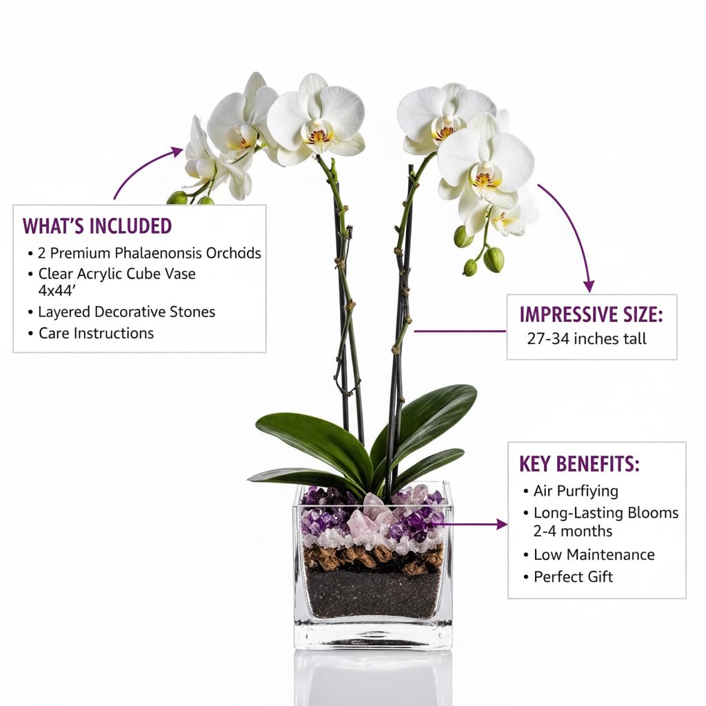 Live White Double Stem Phalaenopsis Orchid Plant with Amethyst Crystal - Premium Flowering Houseplant for Home Office Decor, Easy Care Live Plant