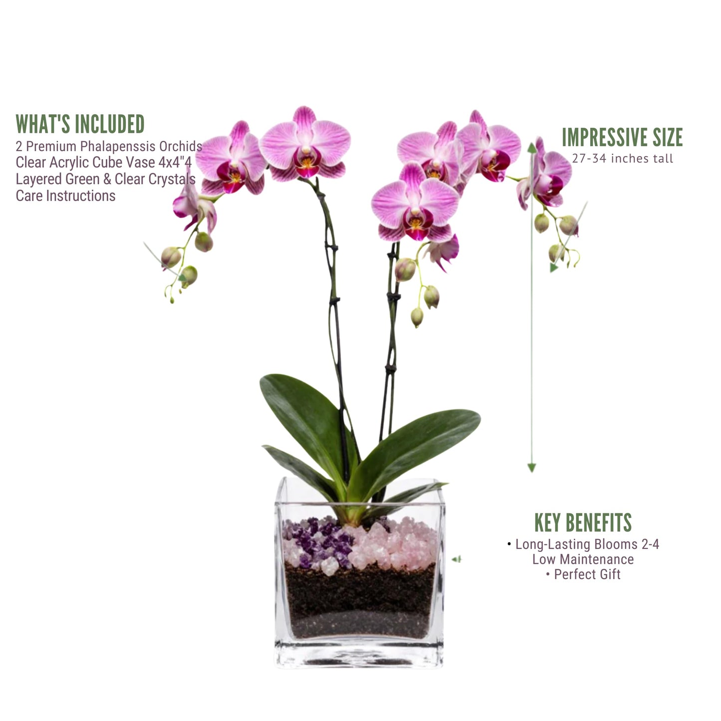 Live Double Stem Phalaenopsis Orchid Plant - Premium Indoor Flowering Plant with Crystal Accents, Easy Care Houseplant for Home Office Decor