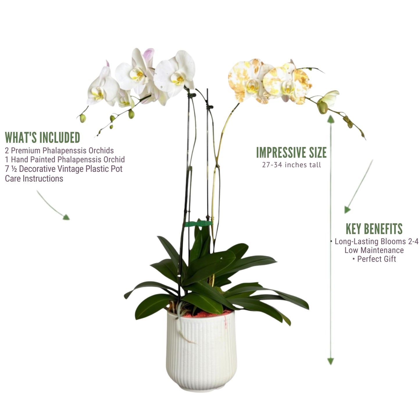 Premium White Phalaenopsis Orchid Plant - Live Triple Stem Indoor Orchid - Easy Care Home Decor Flowering Houseplant Gift - Perfect for Birthday Anniversary