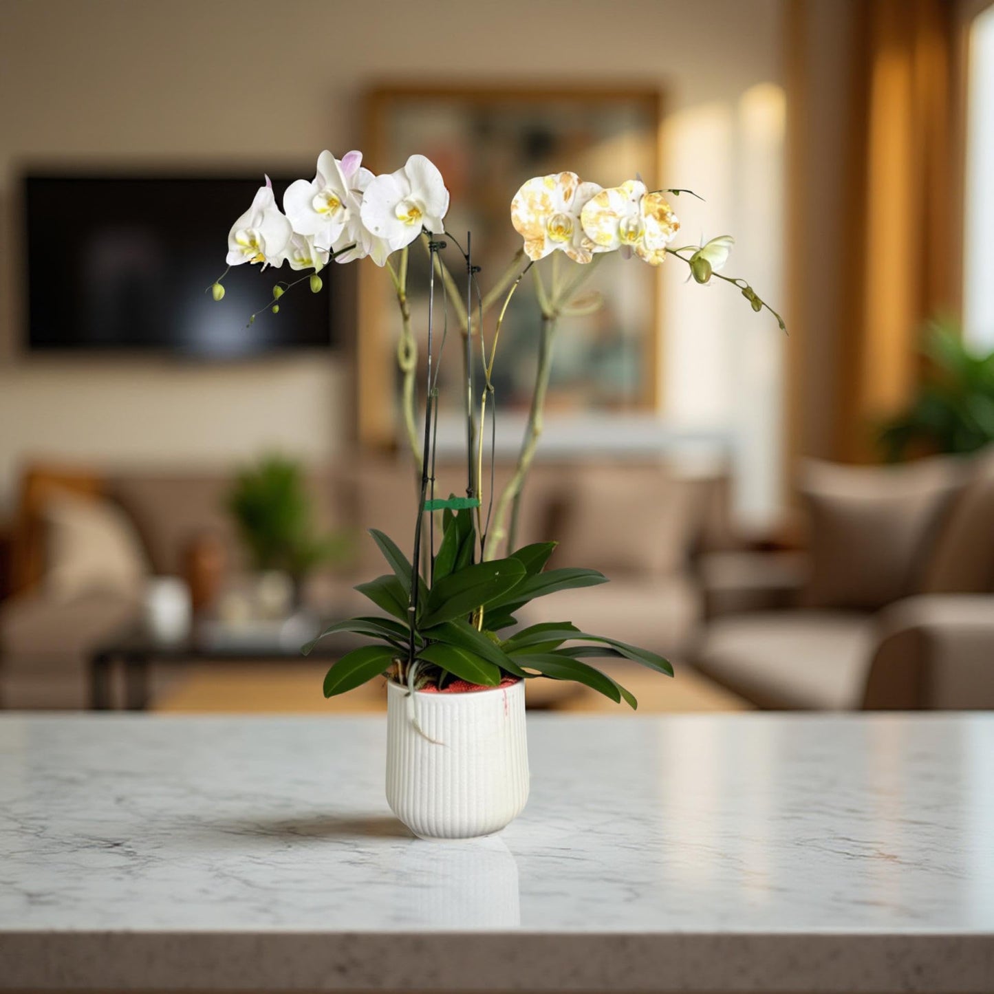 Premium White Phalaenopsis Orchid Plant - Live Triple Stem Indoor Orchid - Easy Care Home Decor Flowering Houseplant Gift - Perfect for Birthday Anniversary
