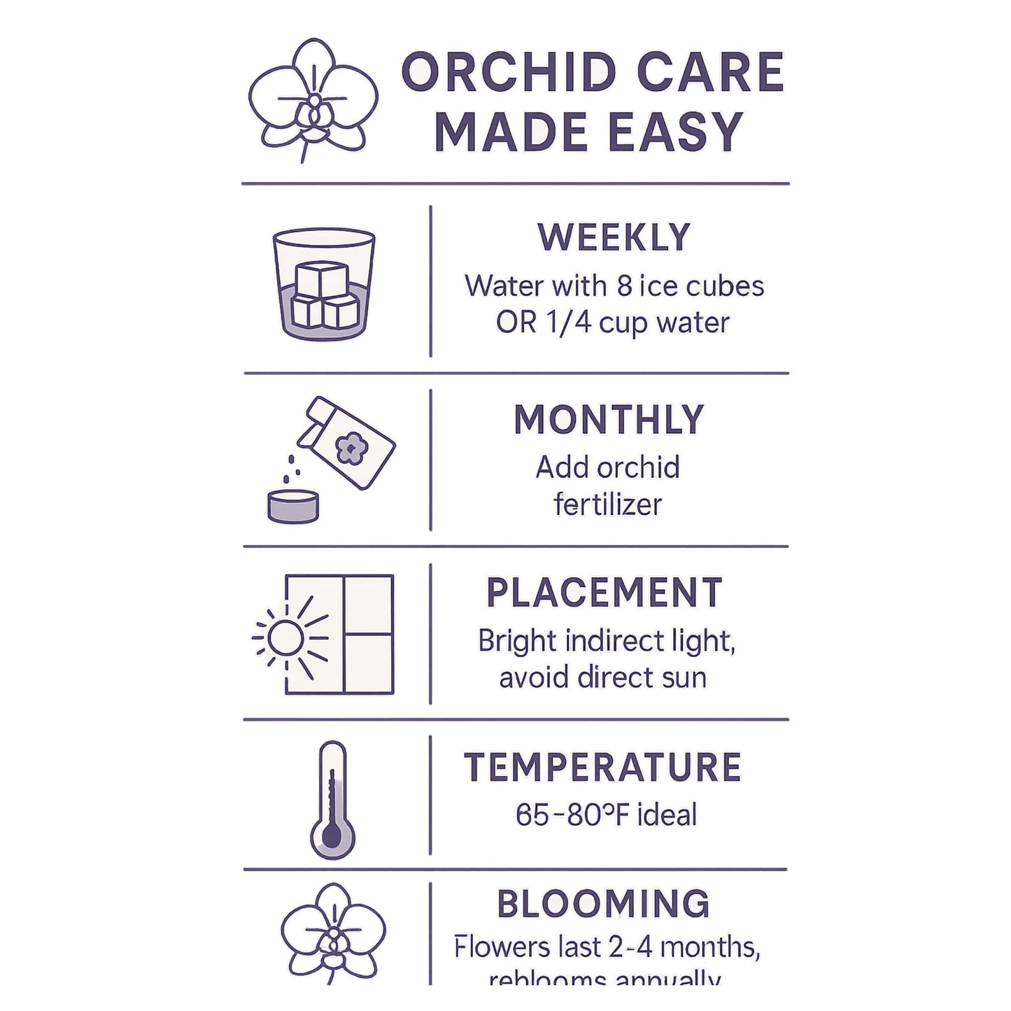 Live Purple Phalaenopsis Orchid Plant - Premium Indoor Flowering Orchid - Easy Care Home Decor Houseplant Gift - Birthday Present