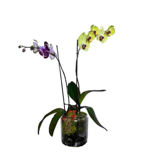 Live Double Orchid Arrangement – Purple & Yellow Phalaenopsis in Round Glass Vase with Decorative Moss & Stones