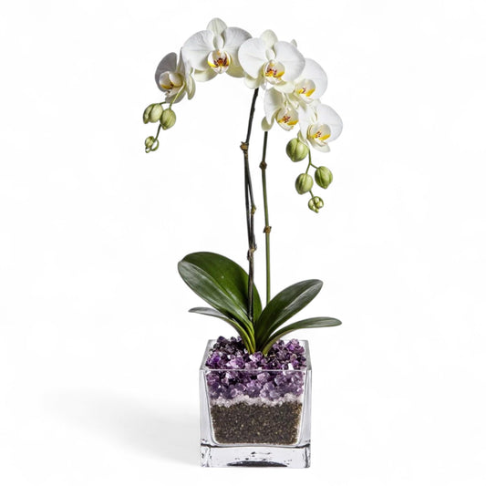 Live White Double Stem Phalaenopsis Orchid Plant with Amethyst Crystal - Premium Flowering Houseplant for Home Office Decor, Easy Care Live Plant