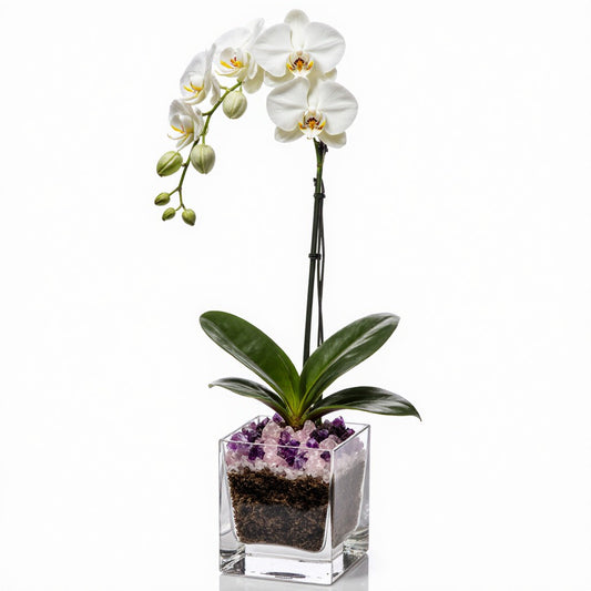 Live White Orchid with Amethyst & Rose Quartz Accent - Single Stem