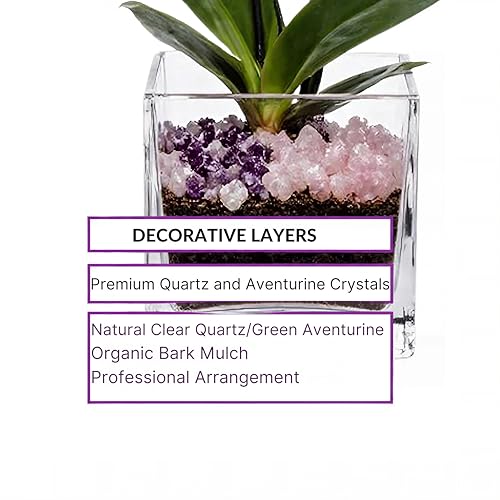 Live Double Stem Phalaenopsis Orchid Plant - Premium Indoor Flowering Plant with Crystal Accents, Easy Care Houseplant for Home Office Decor