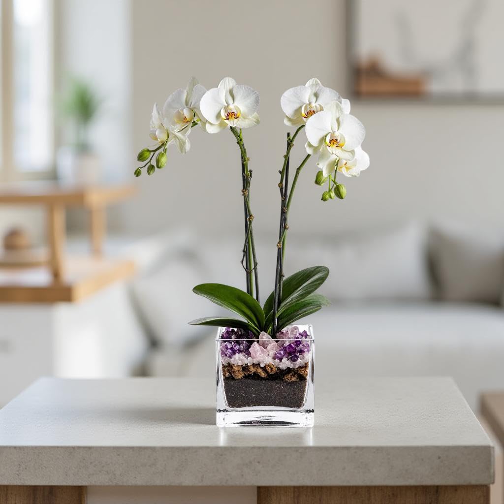 Live Double Stem Phalaenopsis Orchid Plant - Premium Indoor Flowering Plant with Crystal Accents, Easy Care Houseplant for Home Office Decor