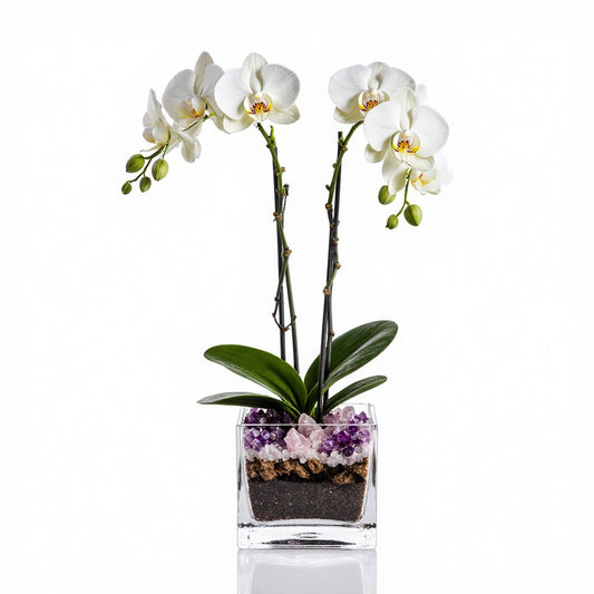 Live White Orchid with Amethyst & Rose Quartz Accent - Double Stem