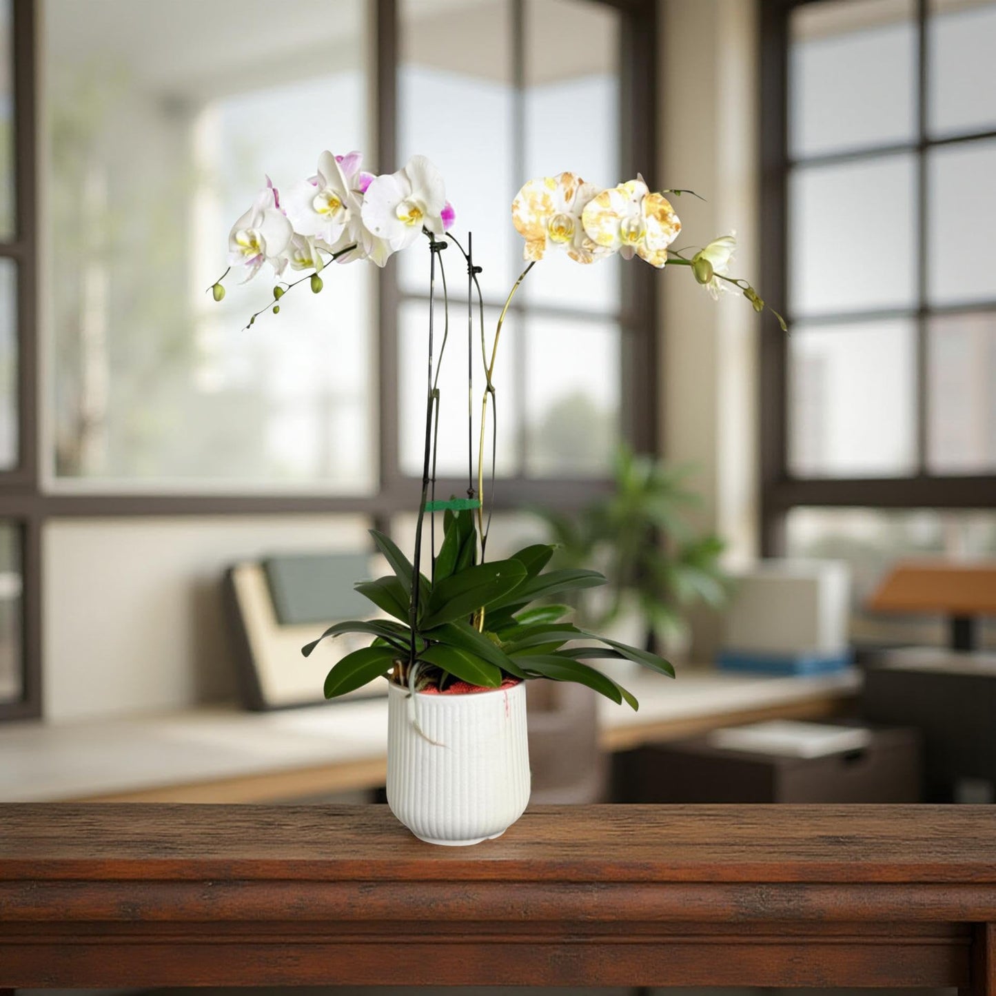 Premium White Phalaenopsis Orchid Plant - Live Triple Stem Indoor Orchid - Easy Care Home Decor Flowering Houseplant Gift - Perfect for Birthday Anniversary